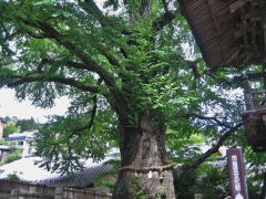 �J�c���̘V���