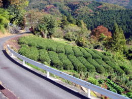 �X�̓쑤�̎Ζʂ̒���