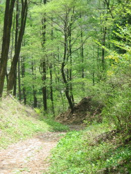 �R���̏��a