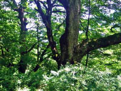 �g�`�̋��،Q