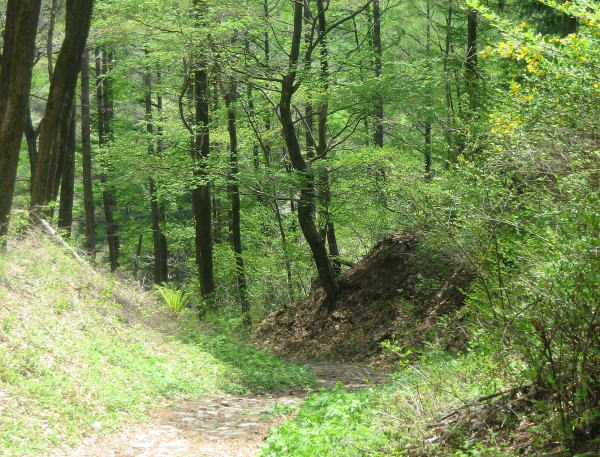 �������̐X�̂Ȃ��̓�