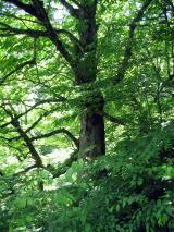 �g�`�̋���