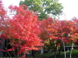 ���z�{������I�̏��a��