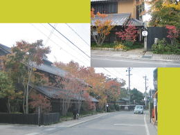 ������̗����X