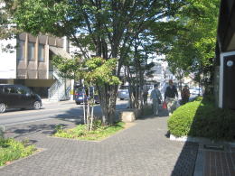 �X�H���̖؉A