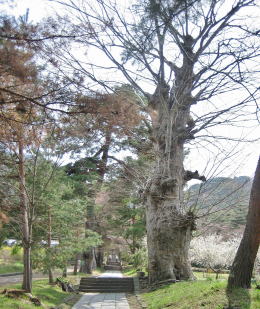 �Q���̑�P���L