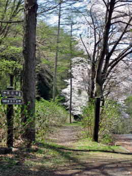 �����؂̗V����