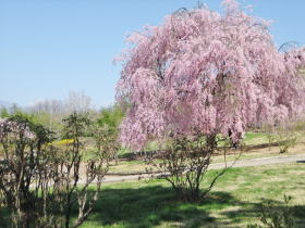 �Q�����̍L��̍��͖��J