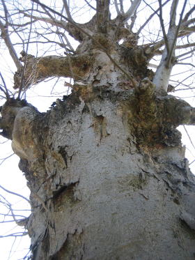 ��P���L�����グ��