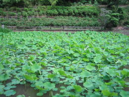 �Q���e�̘@�r