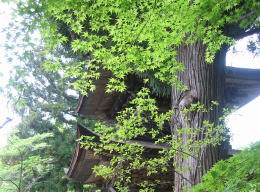 �J�G�f�̎�t�z����